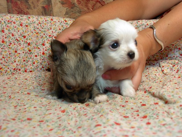 �h�b�O�u���[�_�[�u�����������f���@���������v