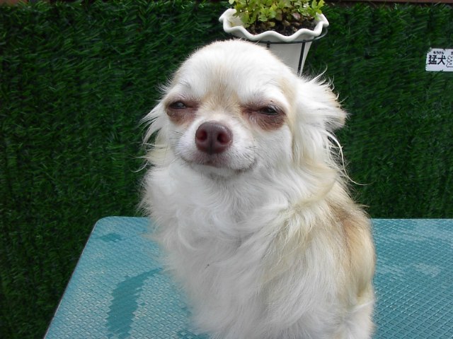 �h�b�O�u���[�_�[�u�����������f���@���������v