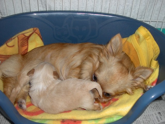 �h�b�O�u���[�_�[�u�����������f���@���������v