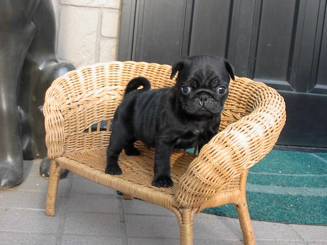 �h�b�O�u���[�_�[�u�����������f���@���������v