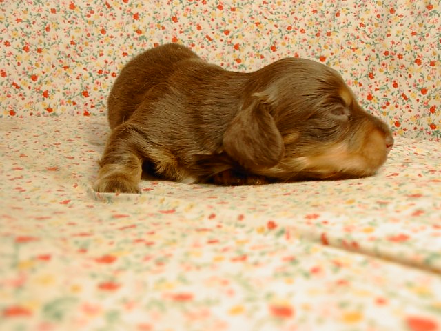 �h�b�O�u���[�_�[�u�����������f���@���������v