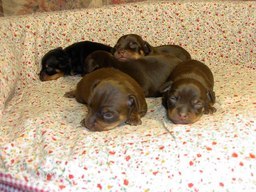 �h�b�O�u���[�_�[�u�����������f���@���������v