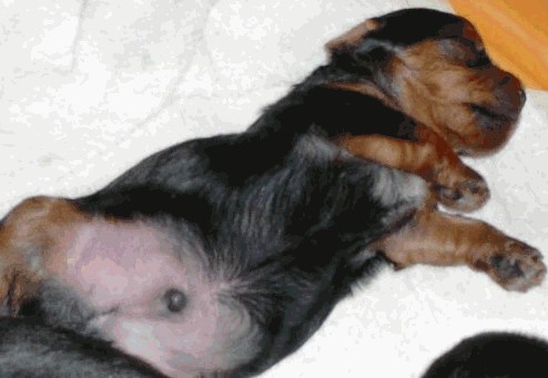 �h�b�O�u���[�_�[�u�����������f���@���������v