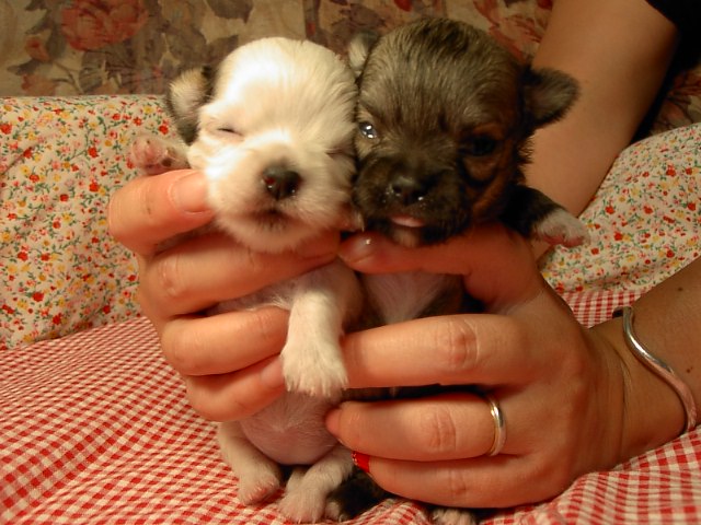 �h�b�O�u���[�_�[�u�����������f���@���������v