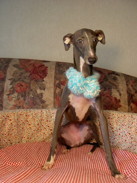 �h�b�O�u���[�_�[�u�����������f���@���������v