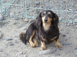 �h�b�O�u���[�_�[�u�����������f���@���������v