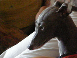 �h�b�O�u���[�_�[�u�����������f���@���������v