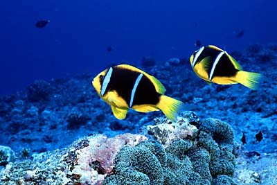 ������s��������s����������