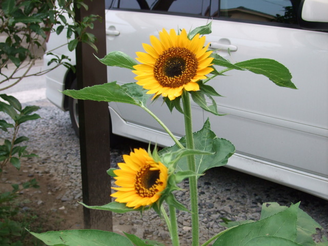 ������s��������s����������