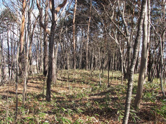 �l�G�̐X�A�X�V��