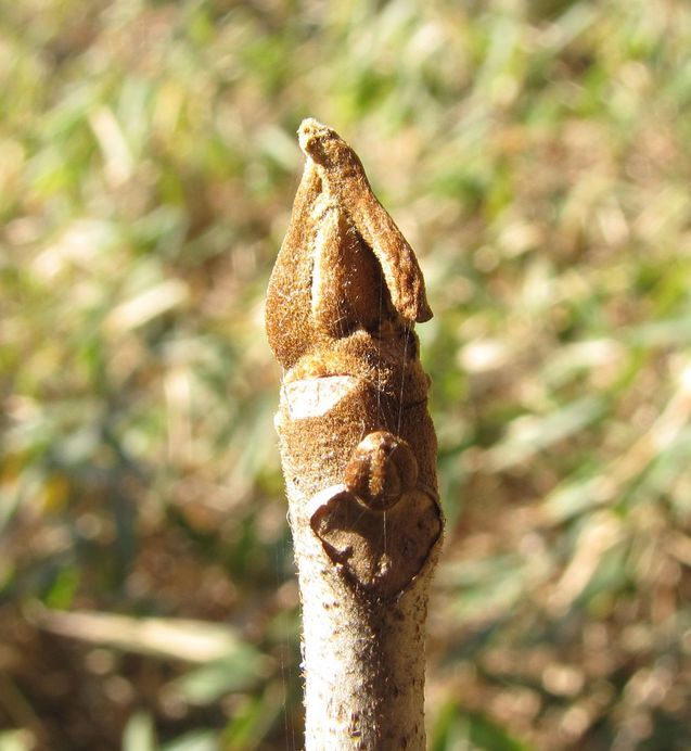 �l�G�̐X�A�X�V��