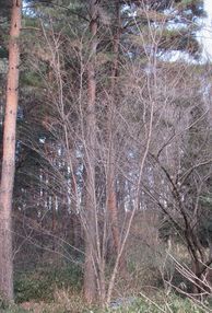 �l�G�̐X�A�X�V��