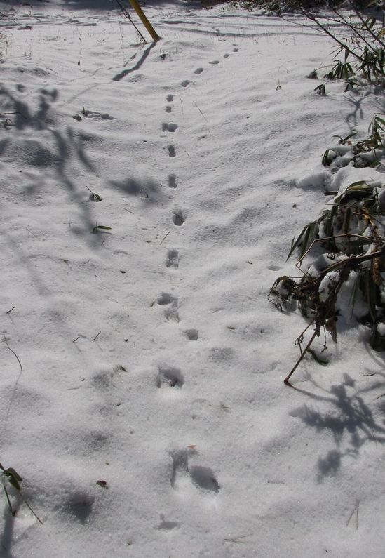 �l�G�̐X�A�X�V��