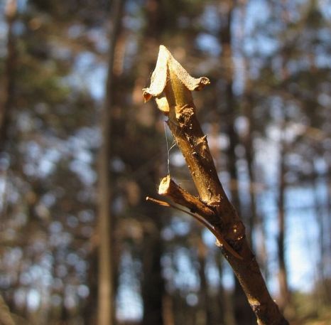 �l�G�̐X�A�X�V��