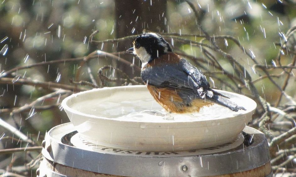 �l�G�̐X�A�X�V��