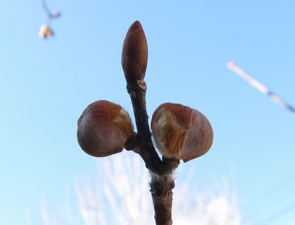 �l�G�̐X�A�X�V��