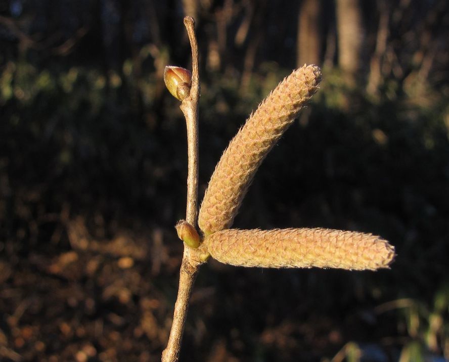 �l�G�̐X�A�X�V��