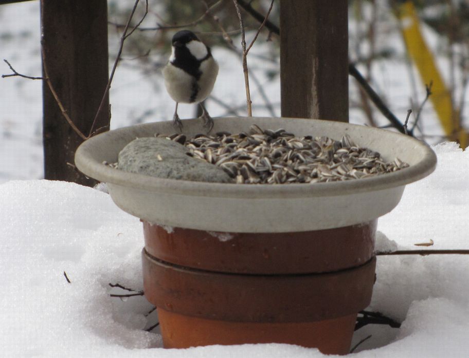 �l�G�̐X�A�X�V��