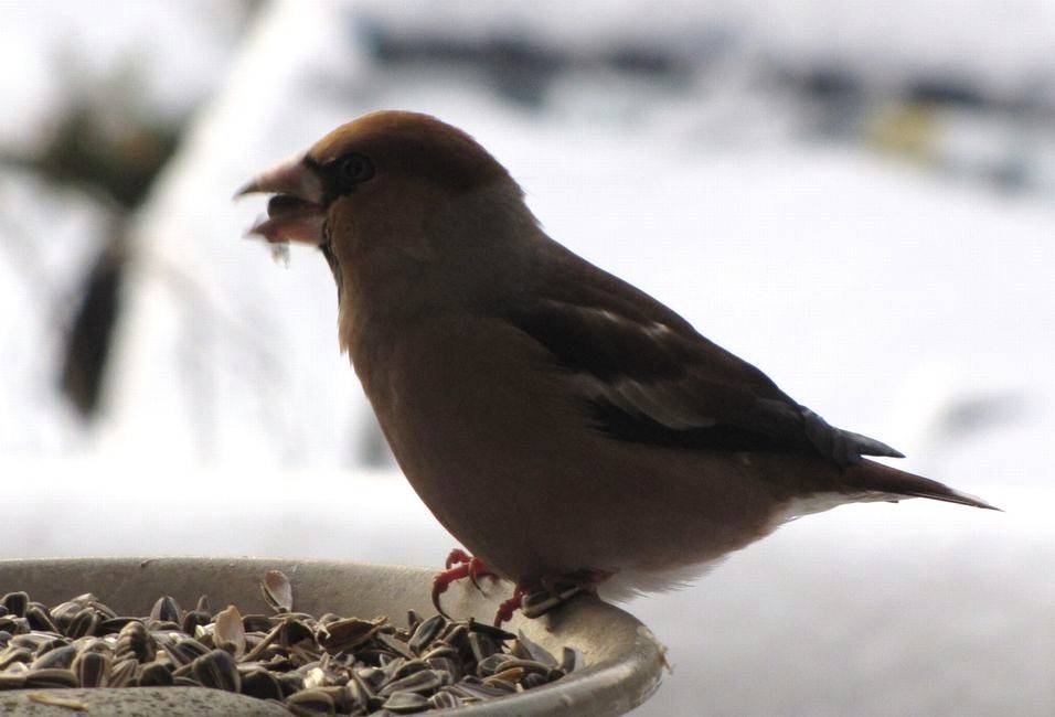 �l�G�̐X�A�X�V��