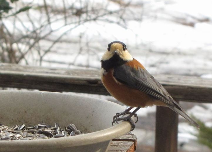 �l�G�̐X�A�X�V��