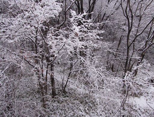 �l�G�̐X�A�X�V��