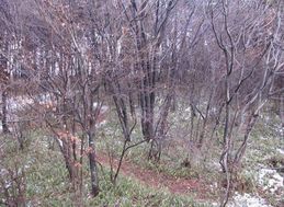 �l�G�̐X�A�X�V��