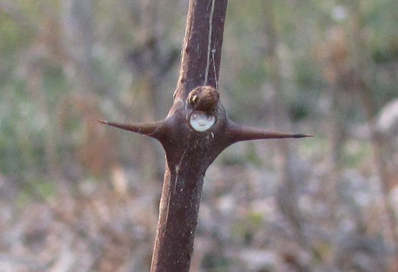 �l�G�̐X�A�X�V��