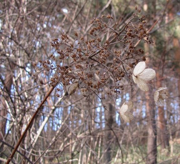 �l�G�̐X�A�X�V��