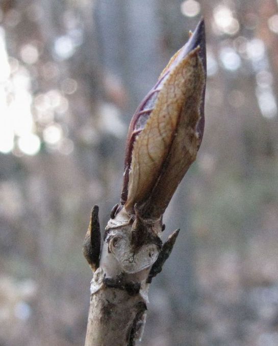 �l�G�̐X�A�X�V��