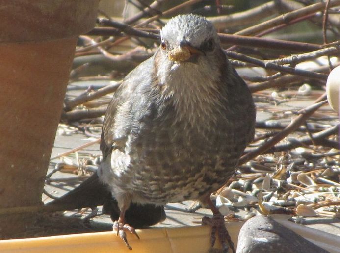 �l�G�̐X�A�X�V��