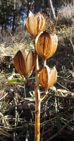 �l�G�̐X�A�X�V��