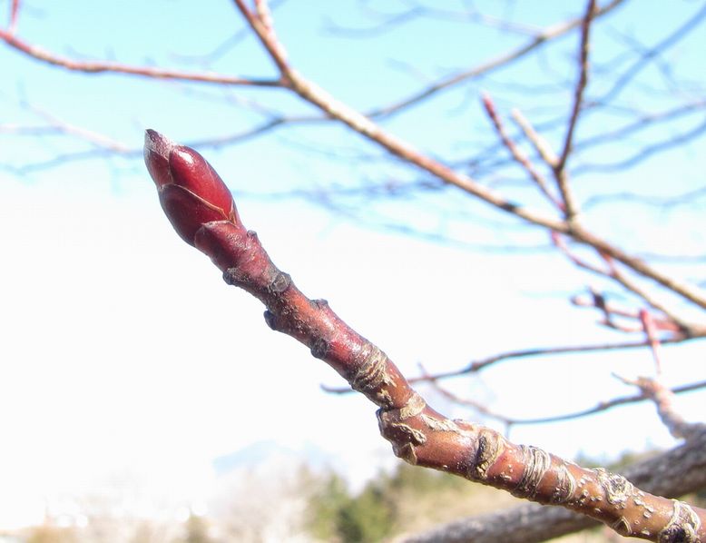 �l�G�̐X�A�X�V��