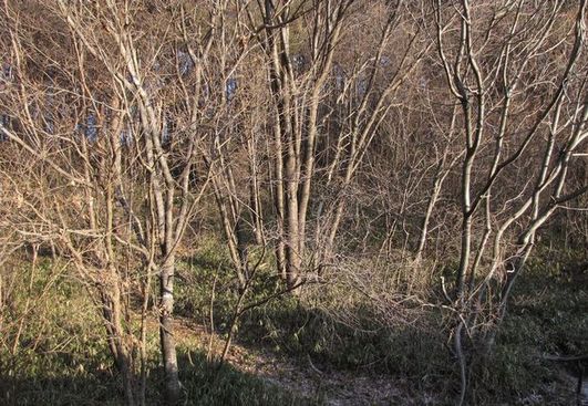 �l�G�̐X�A�X�V��