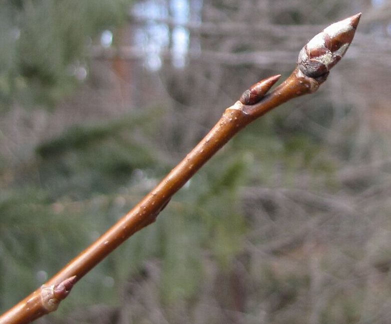 �l�G�̐X�A�X�V��