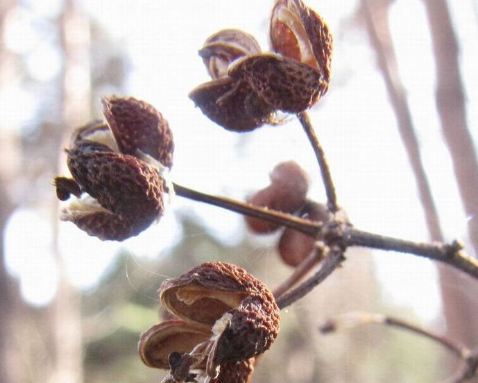 �l�G�̐X�A�X�V��