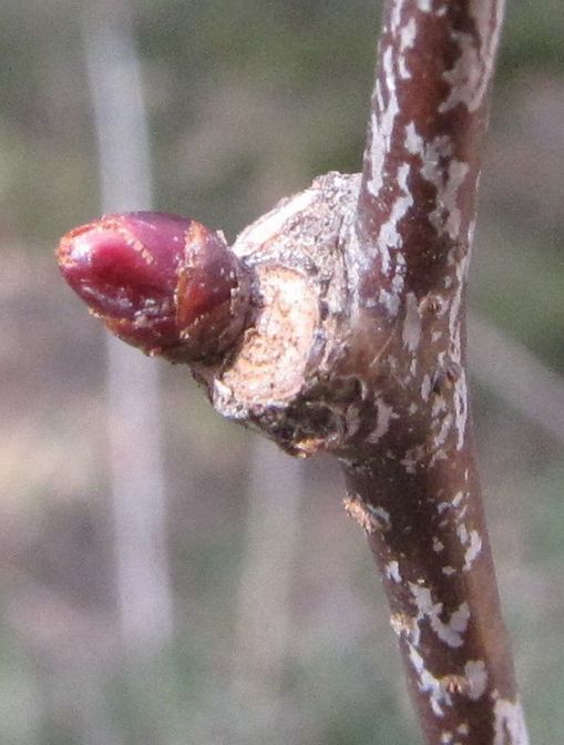 �l�G�̐X�A�X�V��