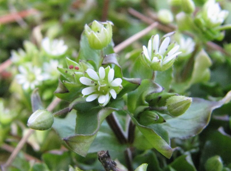 �l�G�̐X�A�X�V��