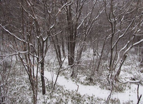 �l�G�̐X�A�X�V��