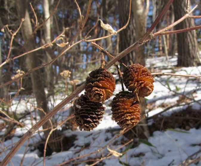 �l�G�̐X�A�X�V��