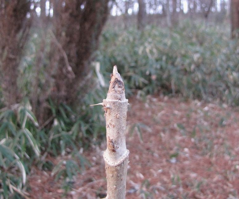 �l�G�̐X�A�X�V��