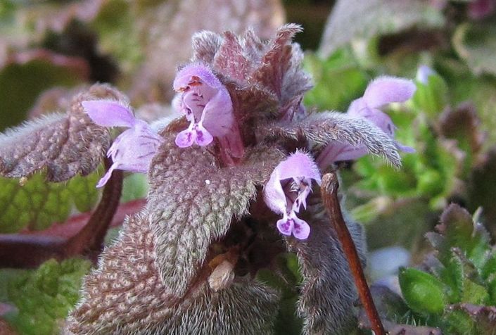 �l�G�̐X�A�X�V��