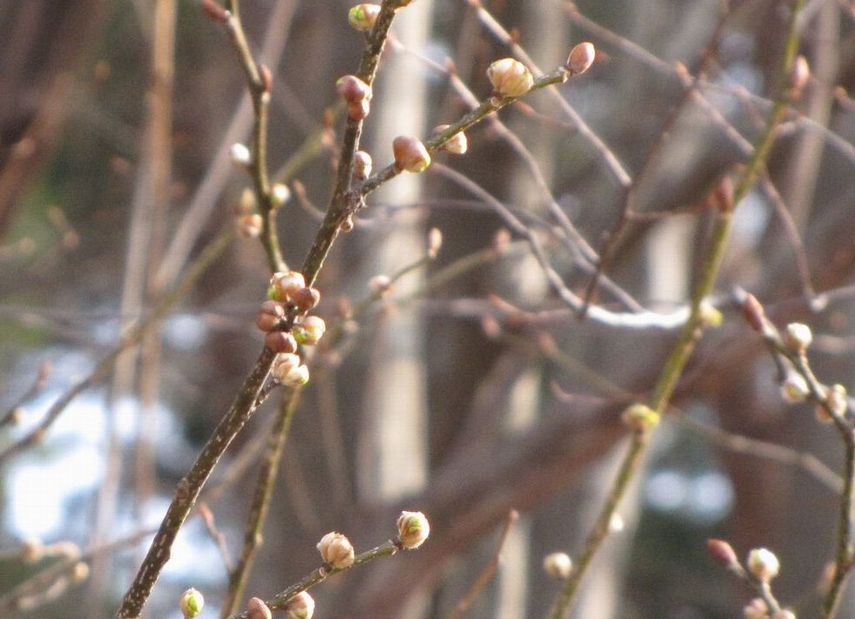 �l�G�̐X�A�X�V��