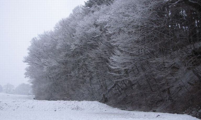 �l�G�̐X�A�X�V��