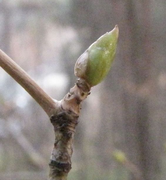 �l�G�̐X�A�X�V��