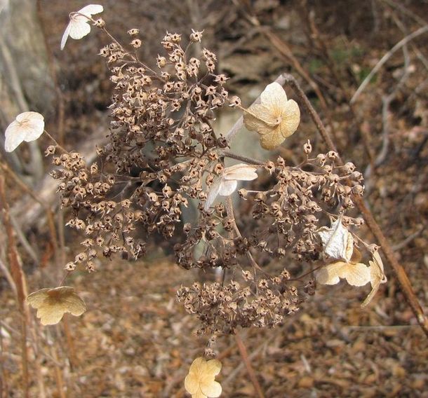 �l�G�̐X�A�X�V��