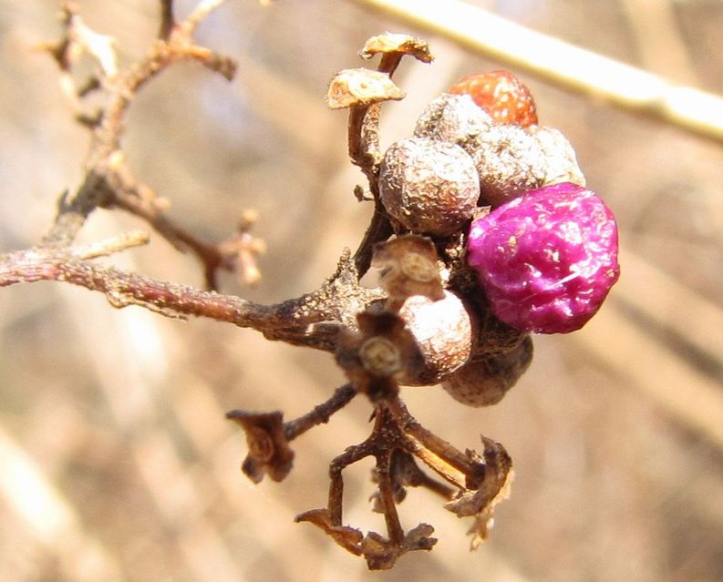 �l�G�̐X�A�X�V��