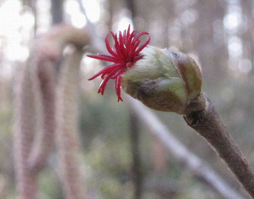 �l�G�̐X�A�X�V��