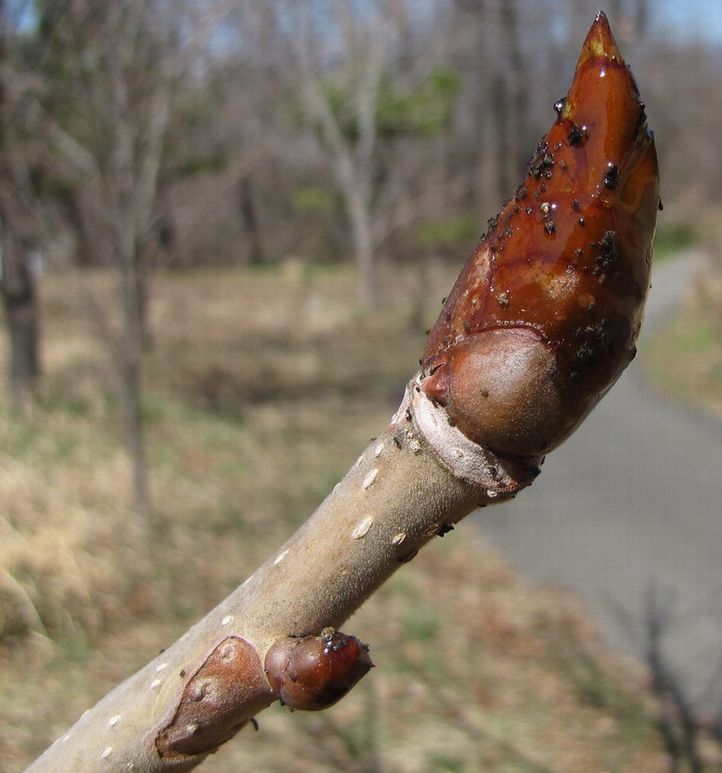 �l�G�̐X�A�X�V��