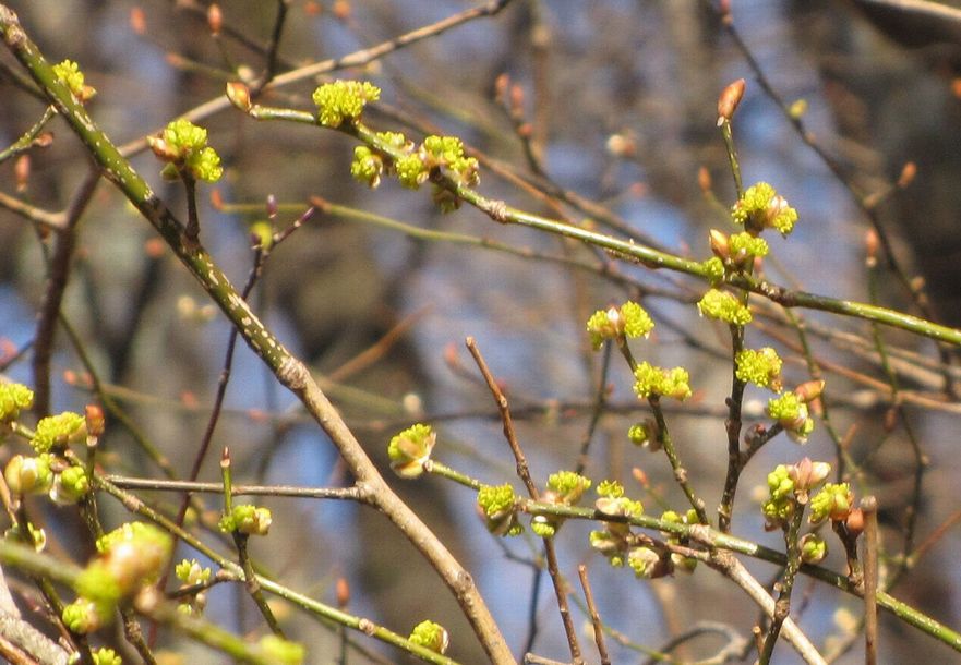 �l�G�̐X�A�X�V��