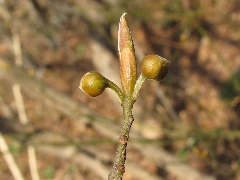 �l�G�̐X�A�X�V��